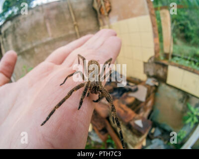 Phoneutria (brasilianische wandering Spinne, armadeira) zu Fuß auf die menschliche Hand, giftige Spinne bekannt für seine tödlichen zwar selten Bissen sind fatal. Stockfoto