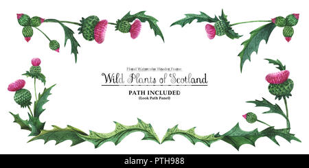 Aquarell von Hand bemalt Schneidwerkrahmen Pflanzen von Schottland. Thistle auf einem weißen Hintergrund. Isoliert, Pfad enthalten. Stockfoto