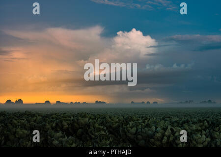 Fernen Sturm und Gewächshaus Leuchten mit flachen Nebel auf einer frühen Herbst morgen in den Niederlanden. Stockfoto