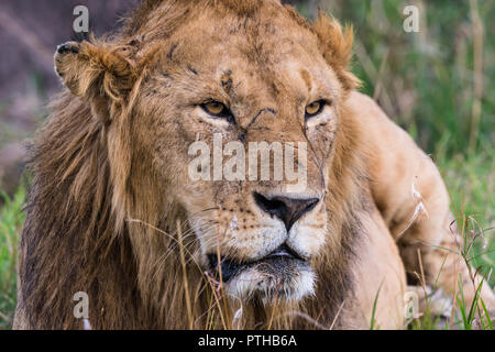 Nach Löwe in der Masai Mara, Kenia Stockfoto