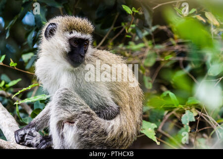 Meerkatze, Masai Mara National Reserve, Kenia Stockfoto