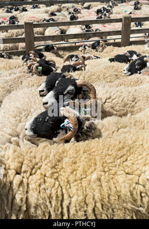 Swaledale Schafe Nutztiere warten auf Scheren im Sommer Harrogate North Yorkshire England Vereinigtes Königreich Großbritannien Großbritannien Großbritannien Großbritannien Großbritannien Großbritannien Stockfoto