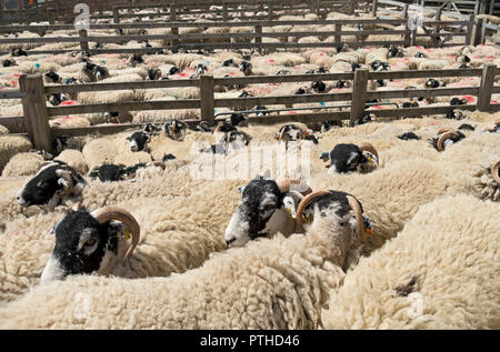 Swaledale Schafe Nutztiere warten auf Scheren im Sommer Harrogate North Yorkshire England Vereinigtes Königreich Großbritannien Großbritannien Großbritannien Großbritannien Großbritannien Großbritannien Stockfoto