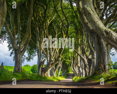 BALLYMONEY, NORDIRLAND - Juli 13, 2016 Die dunkle Hecken. War eine schöne Allee der Buche durch die Stuart Familie im achtzehnten cen gepflanzt Stockfoto