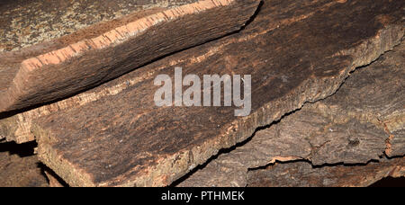 Cork Eichenrinde Seitenansicht, geschälte Korkeichen Bretter von Quercus suber Baum trocknet für die spätere Verarbeitung Stockfoto