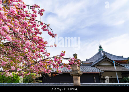 Ein Bild von der traditionellen japanischen Tempel mit schönen rosa Kirschbaum Stockfoto