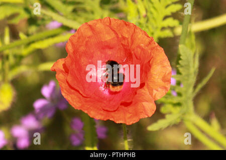 Hummel saß in der Mitte eines Poppy. Stockfoto