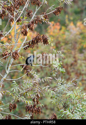 Dohle (Corvus monedula) in Esche thront. Symonds Yat Herefordshire UK. Stockfoto