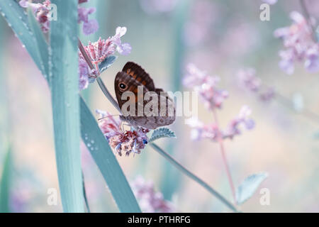 Nahaufnahme Schmetterling auf Blau kleine Blume, schöne Wiese Feld mit wilden Blumen. Stockfoto