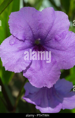 Drei zarten lila Feld Blume auf einem weißen Hintergrund. Stockfoto