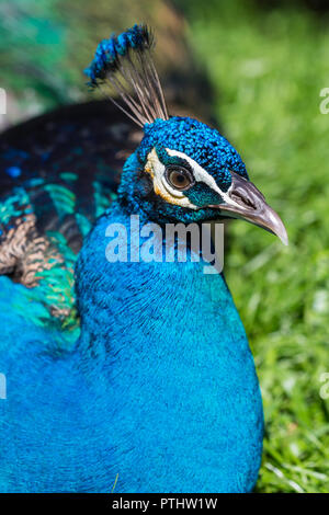 Pfau - Pfauen mit offenen Schwanz, schöne Vertreter Exemplar der männlichen Pfau in der großen metallischen Farben Stockfoto