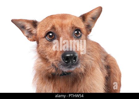 Portrait einer liebenswerten Mischling Hund - studio Shot, isoliert auf Weiss. Stockfoto