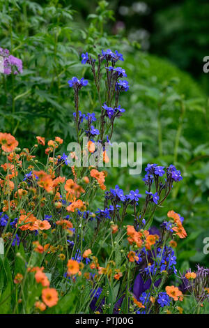 Anchusa azurea Dropmore, geum coccineum total Mandarine, Orange, Blau, Blumen, Frühling, Garten, Gärten, RM Floral Stockfoto