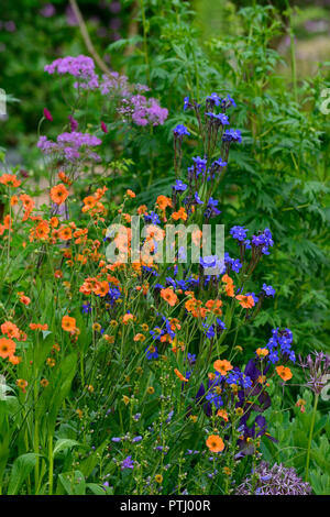 Anchusa azurea Dropmore, geum coccineum totally Tangerine, Chaerophyllum Hirsutum Roseum, Orange, Blau, Rosa, Blumen, Frühling, Garten, Gärten, RM Floral Stockfoto