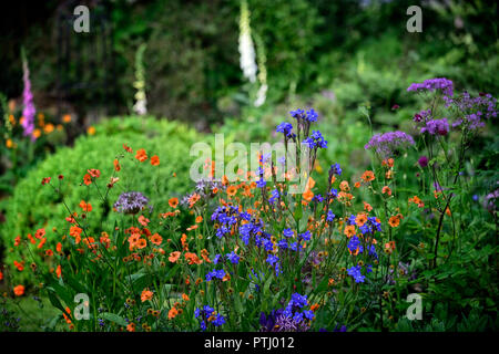 Anchusa azurea Dropmore, geum coccineum total Mandarine, Orange, Blau, Blumen, Frühling, Garten, Gärten, RM Floral Stockfoto