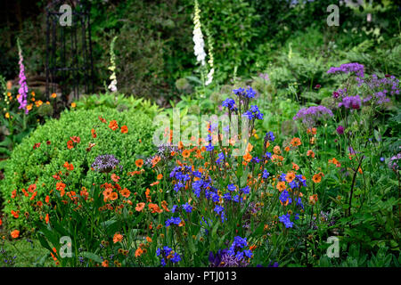 Anchusa azurea Dropmore, geum coccineum total Mandarine, Orange, Blau, Blumen, Frühling, Garten, Gärten, RM Floral Stockfoto