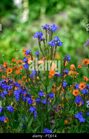 Anchusa azurea Dropmore, geum coccineum total Mandarine, Orange, Blau, Blumen, Frühling, Garten, Gärten, RM Floral Stockfoto