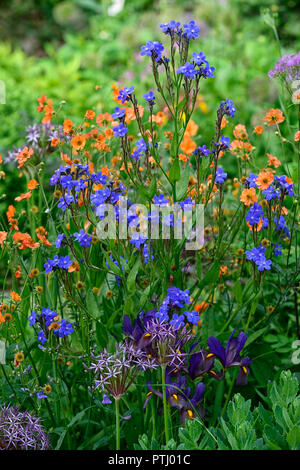 Anchusa azurea Dropmore, geum coccineum total Mandarine, Orange, Blau, Blumen, Frühling, Garten, Gärten, RM Floral Stockfoto