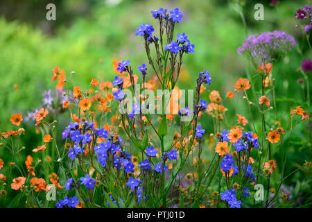 Anchusa azurea Dropmore, geum coccineum total Mandarine, Orange, Blau, Blumen, Frühling, Garten, Gärten, RM Floral Stockfoto