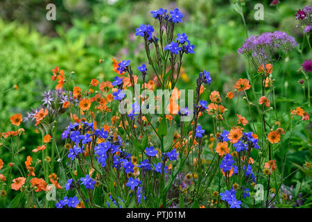 Anchusa azurea Dropmore, geum coccineum total Mandarine, Orange, Blau, Blumen, Frühling, Garten, Gärten, RM Floral Stockfoto