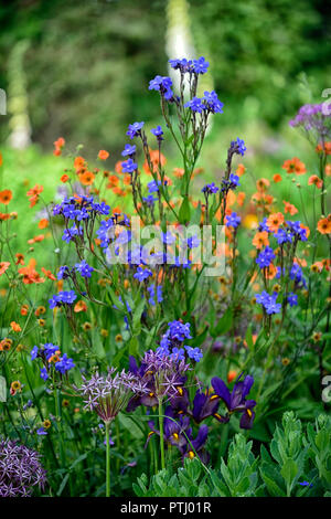 Anchusa azurea Dropmore, geum coccineum total Mandarine, Orange, Blau, Blumen, Frühling, Garten, Gärten, RM Floral Stockfoto