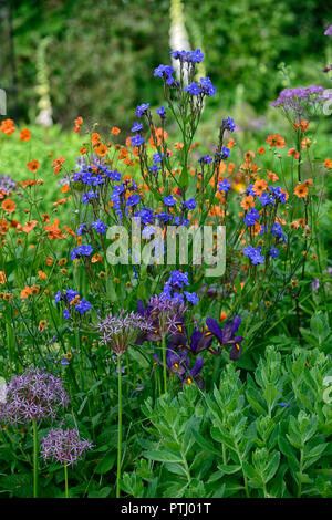 Anchusa azurea Dropmore, geum coccineum total Mandarine, Orange, Blau, Blumen, Frühling, Garten, Gärten, RM Floral Stockfoto