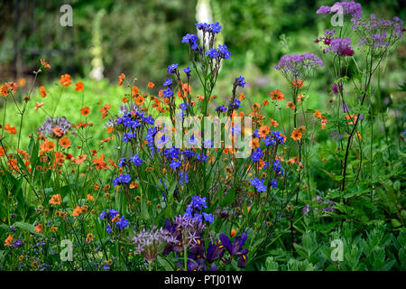 Anchusa azurea Dropmore, geum coccineum total Mandarine, Orange, Blau, Blumen, Frühling, Garten, Gärten, RM Floral Stockfoto