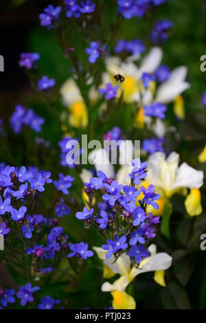 Anchusa azurea Dropmore, Dutch Iris Angel Wings, Iris x hollandica Angel Wings, Blau, Gelb, Blumen, Frühling, Garten, Gärten, RM Floral Stockfoto