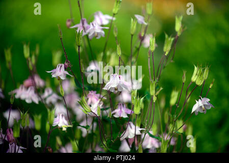 Aquilegia vulgaris Dorothy, Rose, rosa, doppel Columbine, grannys Motorhaube, Frühling, Blume, Blumen, Garten, RM Floral Stockfoto