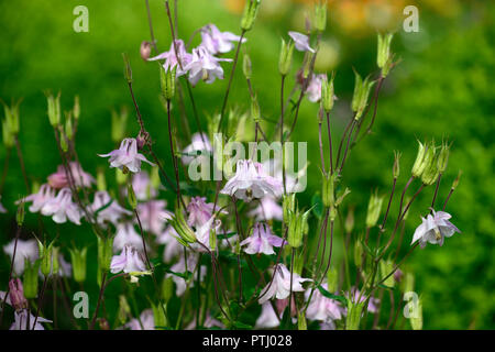 Aquilegia vulgaris Dorothy, Rose, rosa, doppel Columbine, grannys Motorhaube, Frühling, Blume, Blumen, Garten, RM Floral Stockfoto