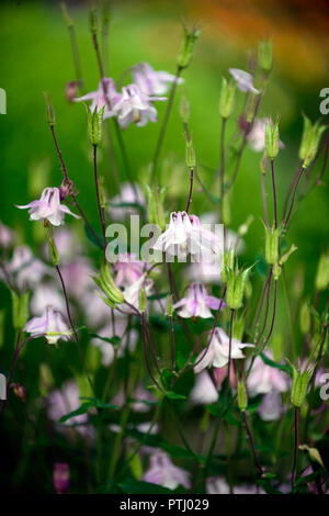 Aquilegia vulgaris Dorothy, Rose, rosa, doppel Columbine, grannys Motorhaube, Frühling, Blume, Blumen, Garten, RM Floral Stockfoto