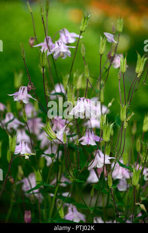 Aquilegia vulgaris Dorothy, Rose, rosa, doppel Columbine, grannys Motorhaube, Frühling, Blume, Blumen, Garten, RM Floral Stockfoto