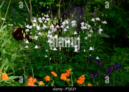 Aquilegia vulgaris, weiß, Akelei, grannys Motorhaube, Frühling, Blume, Blumen, Garten, RM Floral Stockfoto