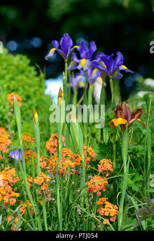 Iris x hollandica Professor Blaauw, Dutch Iris Professor Blaauw, Blau, Gelb, Dutch Iris, Frühling, Blume, Blumen, Garten, RM Floral Stockfoto