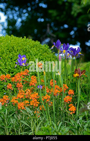 Iris x hollandica Professor Blaauw, Dutch Iris Professor Blaauw, Blau, Gelb, Dutch Iris, Frühling, Blume, Blumen, Garten, RM Floral Stockfoto