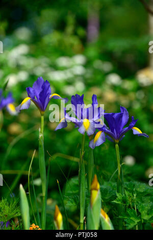 Iris x hollandica Professor Blaauw, Dutch Iris Professor Blaauw, Blau, Gelb, Dutch Iris, Frühling, Blume, Blumen, Garten, RM Floral Stockfoto