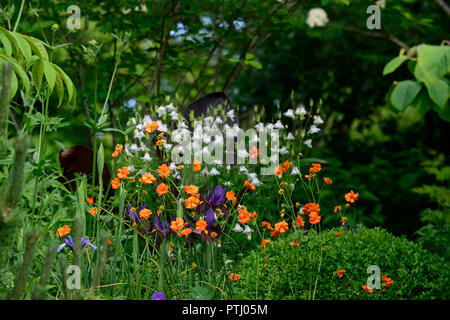 Geum coccineum total Mandarine, Orange, geums, Geum, Blume, Blumen, Garten, RM Floral Stockfoto