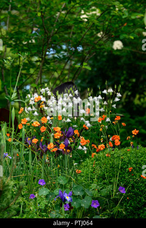 Geum coccineum total Mandarine, Orange, geums, Geum, Blume, Blumen, Garten, RM Floral Stockfoto