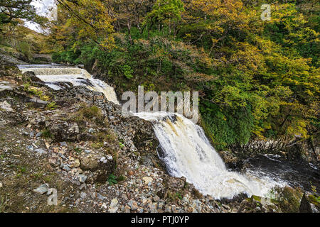 Rhaeadr Mawddach Wasserfall auf thr Afon Mawddach (Fluss) im Coed y Brenin Wald in der Nähe von Dolgellau Snowdonia National Park North Wales UK Oktober 264 Stockfoto