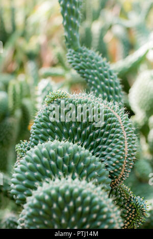 Nahaufnahme von Bunny Cactus (Opuntia microdasys) im Garten Stockfoto
