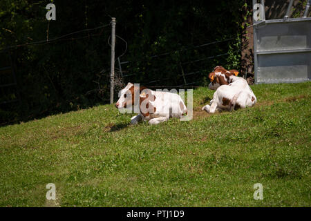 Rote und weiße Holstein friesische Rinder Stockfoto