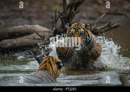 Zwei männliche Tiger cubs Kämpfen lernen Fähigkeiten durch das Spielen einander in einem See Wasser im Ranthambore Nationalpark Stockfoto