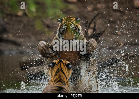 Zwei männliche Tiger cubs Kämpfen lernen Fähigkeiten durch das Spielen einander in einem See Wasser im Ranthambore Nationalpark Stockfoto