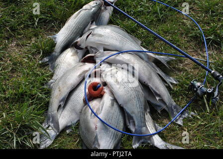 WHITE BASS GEFANGEN, WÄHREND DIE FEDER LÄUFT, in der Sandusky River. Stockfoto