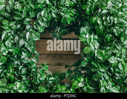 Grün Natur Hintergrund aus frischen Blätter der Pflanze Rodormahera mit einem hohlen in der Form eines Herzens Stockfoto