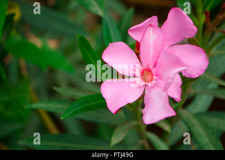 Schöne rosa Oleander Blumen auf einem Green Bush. Close Up. Stockfoto