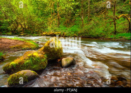 Scoggins Creek ist die primäre Quelle der Wasserversorgung für Hagg Lake. Stockfoto