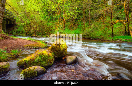 Scoggins Creek ist die primäre Quelle der Wasserversorgung für Hagg Lake. Stockfoto