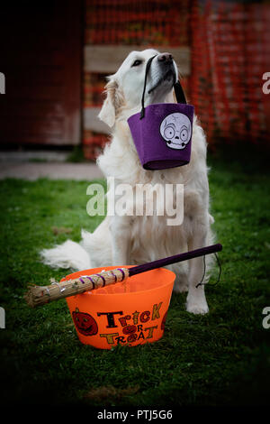 Nahaufnahme eines reinrassigen weiß Golden Retriever mit einem Halloween Candy Bag mit seiner Nase mit einem Trick oder Festlichkeit Container und Hexe Besen auf dem Gras Stockfoto