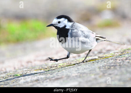 Bachstelze gehen um am ersten sonnigen Tag. Stockfoto